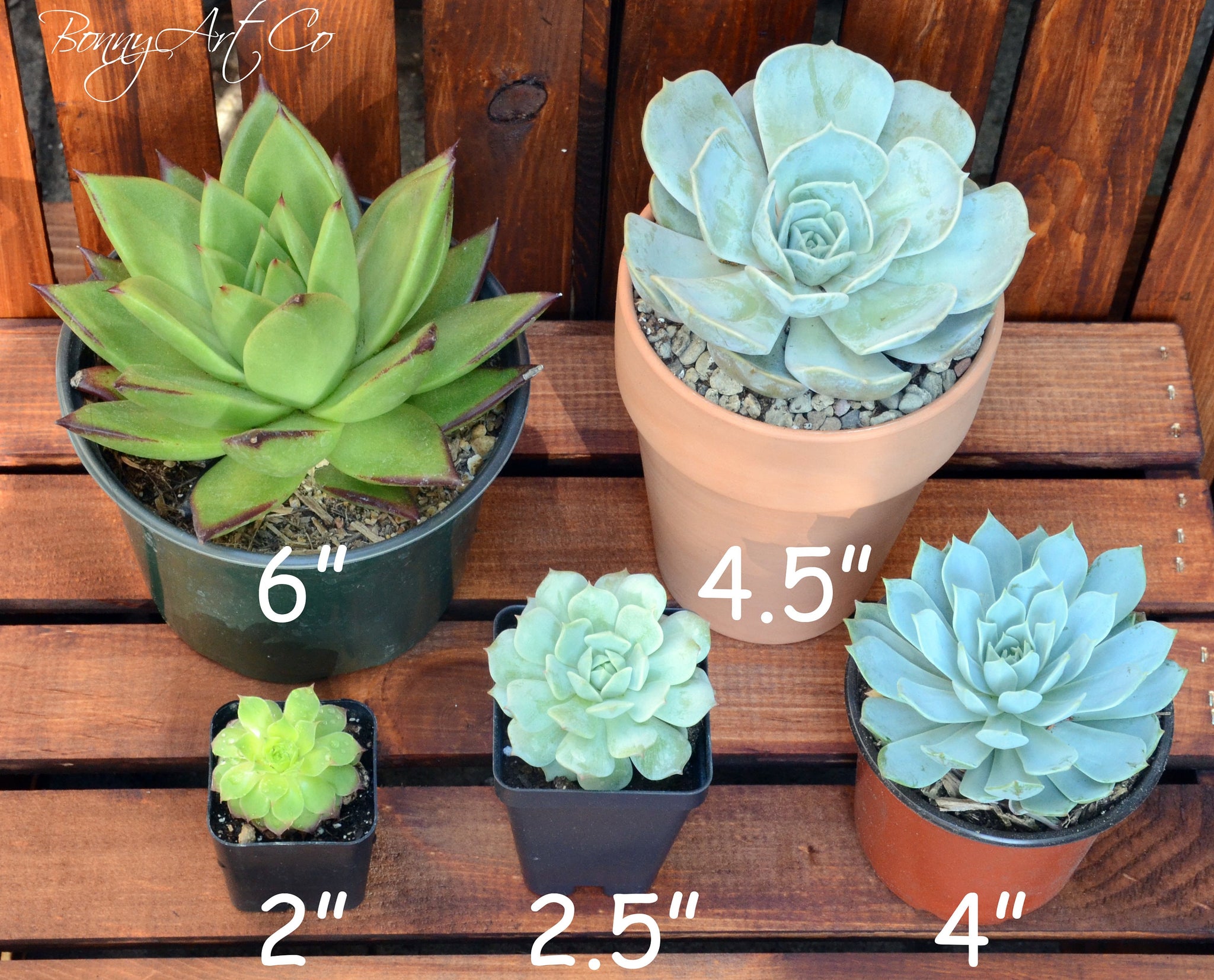 sun star succulent Crassula Sun Star – BonnySucculents