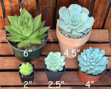 Load image into Gallery viewer, Echeveria setosa v deminuta