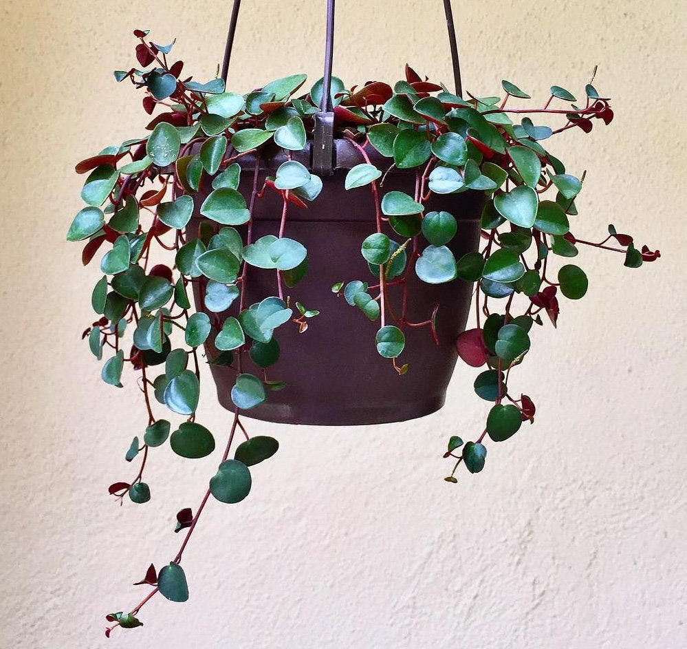 3 Peperomia Ruby Cascade Cuttings