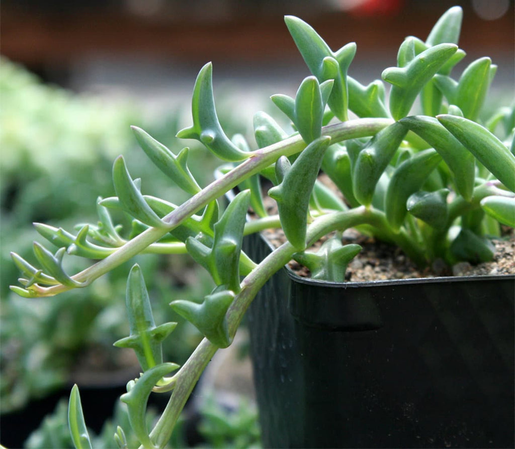 String of Dolphins +String of Bananas + Ruby Cascade Collection / Succulent Cuttings