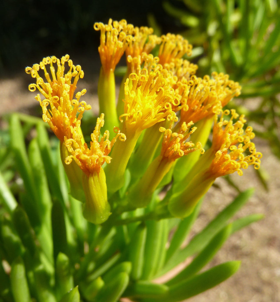 5 Senecio barbertonicus Himalaya Cuttings