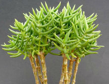 Load image into Gallery viewer, 5 Crassula tetragona (Miniature Pine Tree) Cuttings