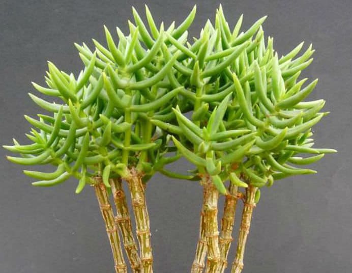 miniature pine tree succulent 5 Crassula tetragona (Miniature Pine Tree) Cuttings – BonnySucculents