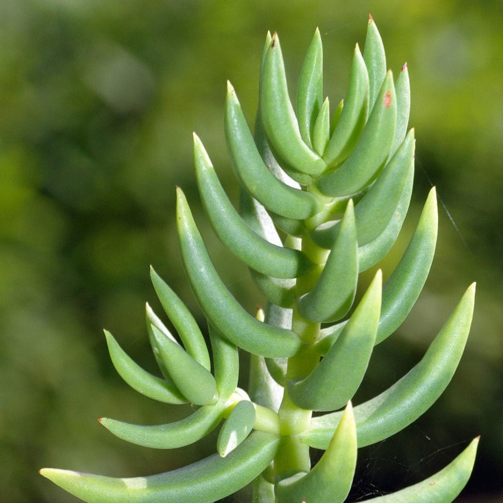 5 Crassula tetragona (Miniature Pine Tree) Cuttings