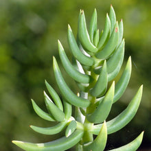 Load image into Gallery viewer, 5 Crassula tetragona (Miniature Pine Tree) Cuttings