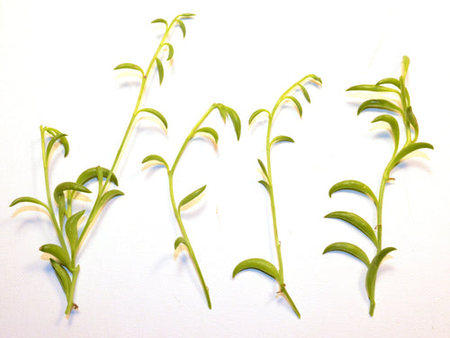 Senecio radicans String of Bananas