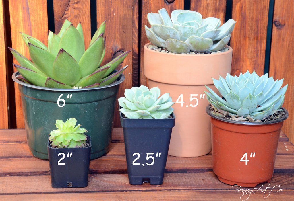 sun star succulent Crassula Sun Star – BonnySucculents