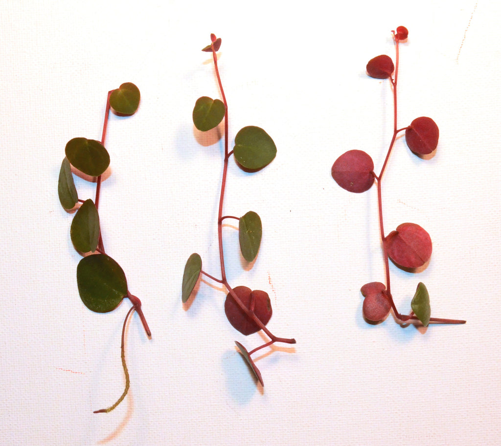 3 Peperomia Ruby Cascade Cuttings