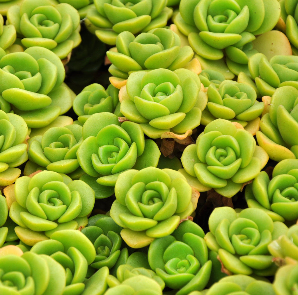 Aeonium Lily Pad