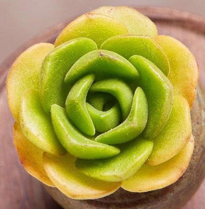 Aeonium Lily Pad