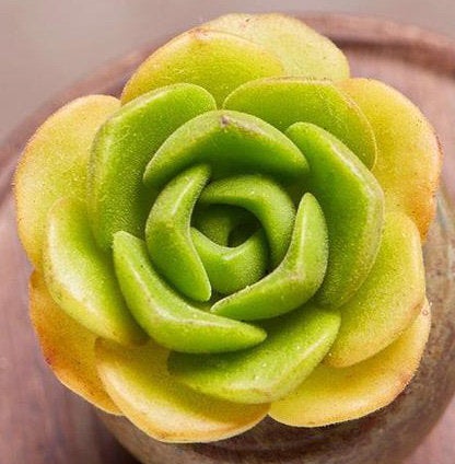 succulent lily pad Aeonium Lily Pad