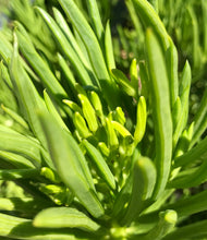 Load image into Gallery viewer, 5 Senecio barbertonicus Himalaya Cuttings