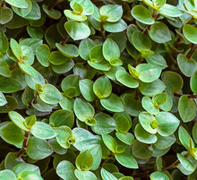 Load image into Gallery viewer, Bolivian Wandering Jew cuttings