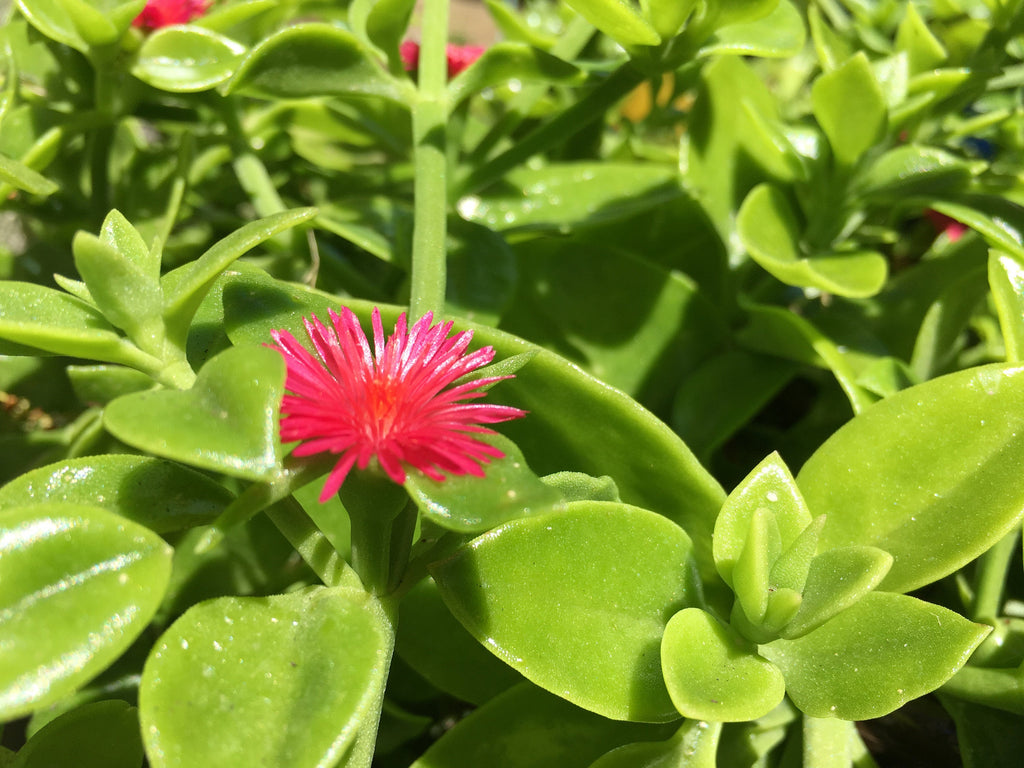 Aptenia Cordifolia "Red Apple" ice plant / ground cover / container filler