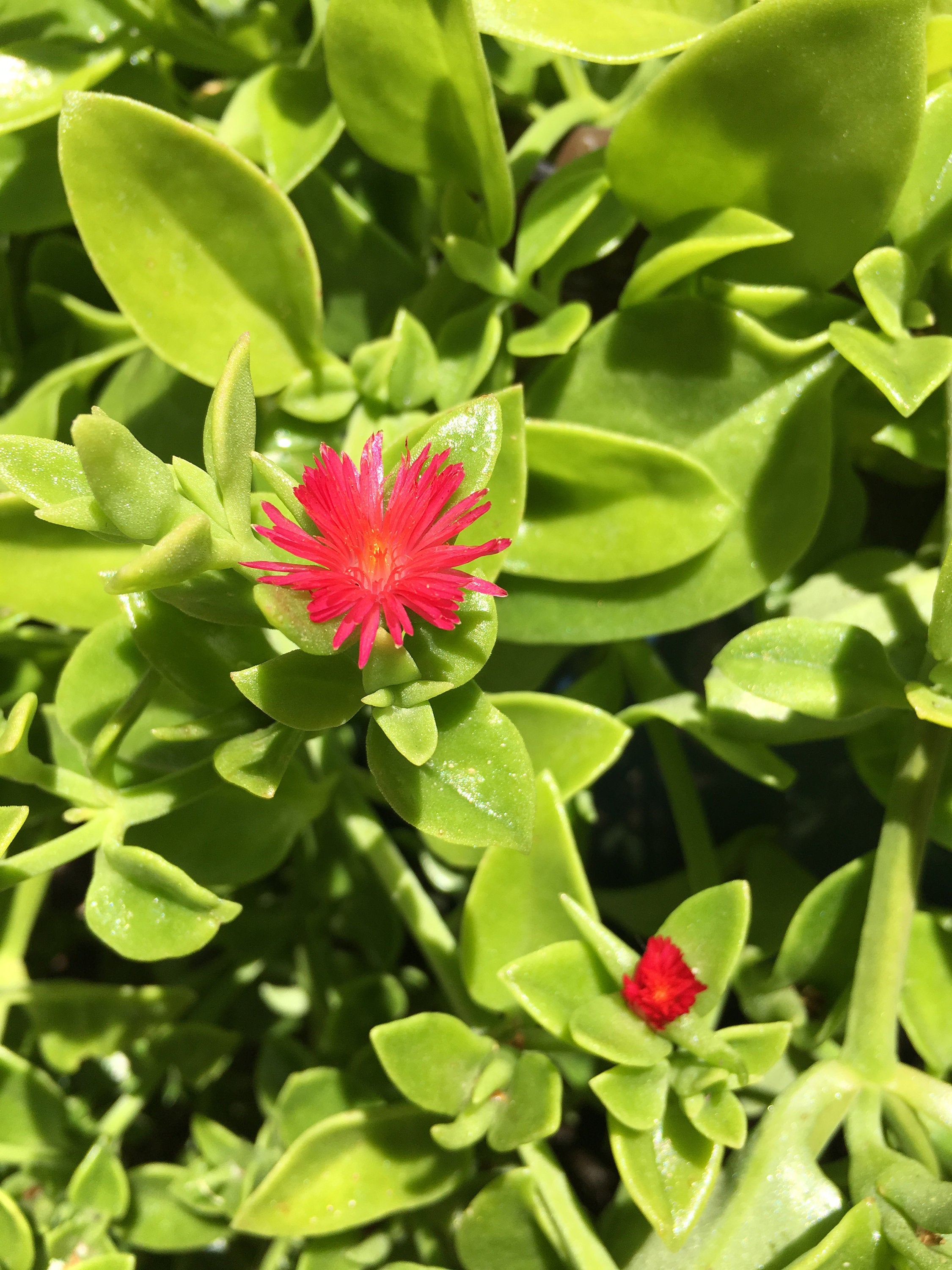 red apple ice plant fertilizer Aptenia Cordifolia "Red Apple" ice plant / ground cover / container filler