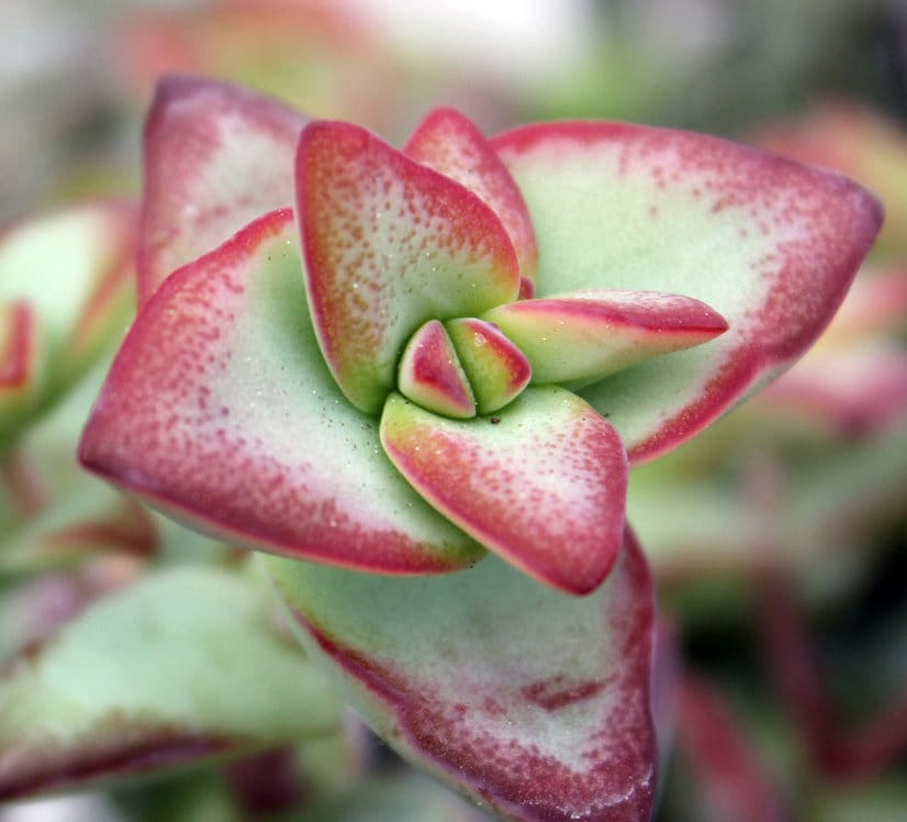 Crassula Sun Star