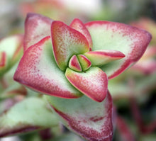 Load image into Gallery viewer, Crassula Sun Star