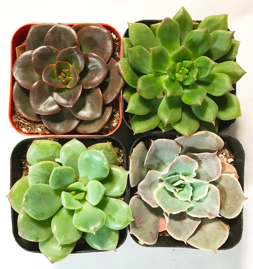 Assorted Succulents in pot