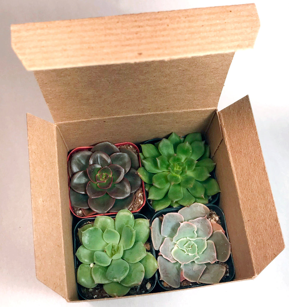 Assorted Succulents in pot