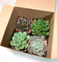 Load image into Gallery viewer, Assorted Succulents in pot