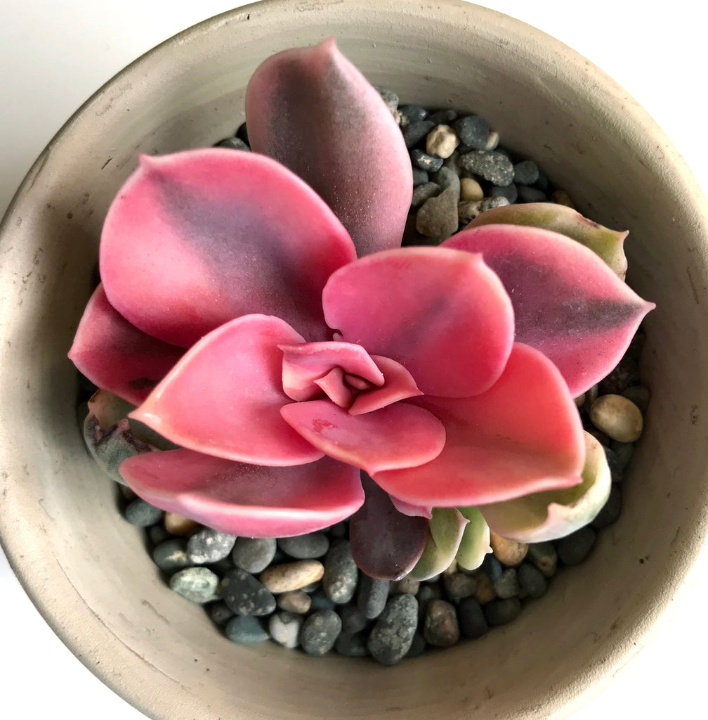 Echeveria Rainbow - Premium Cutting