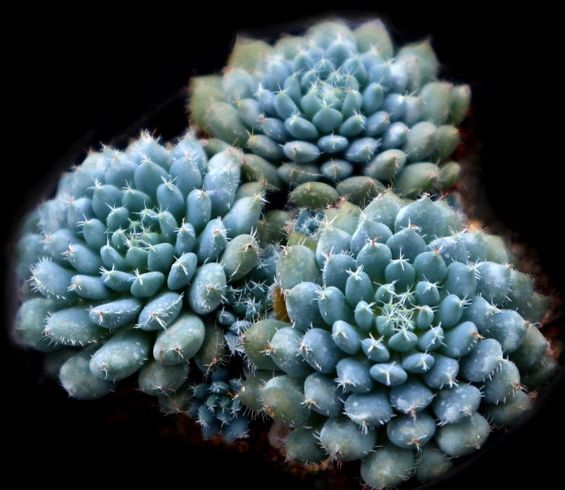 Echeveria setosa v deminuta