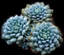 Load image into Gallery viewer, Echeveria setosa v deminuta