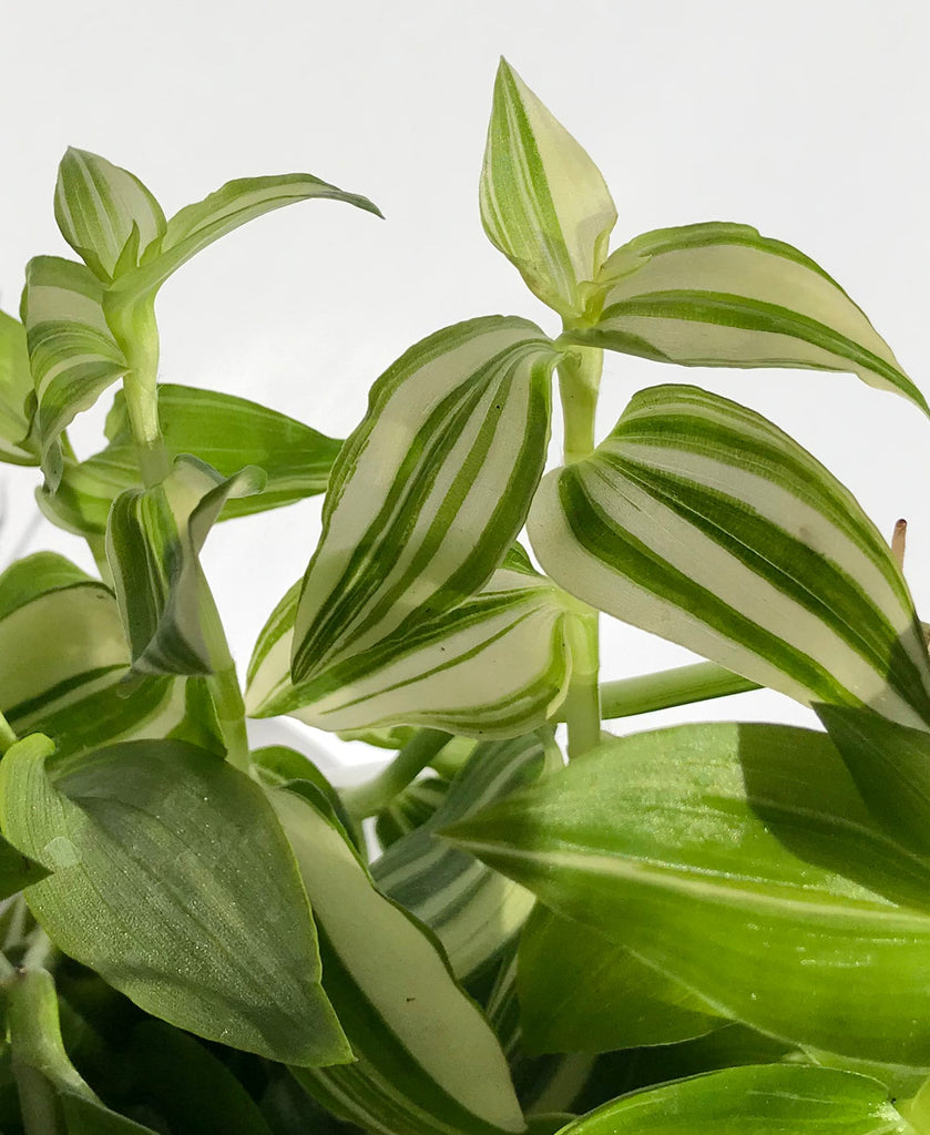 Tradescantia / Wandering Jew Cuttings