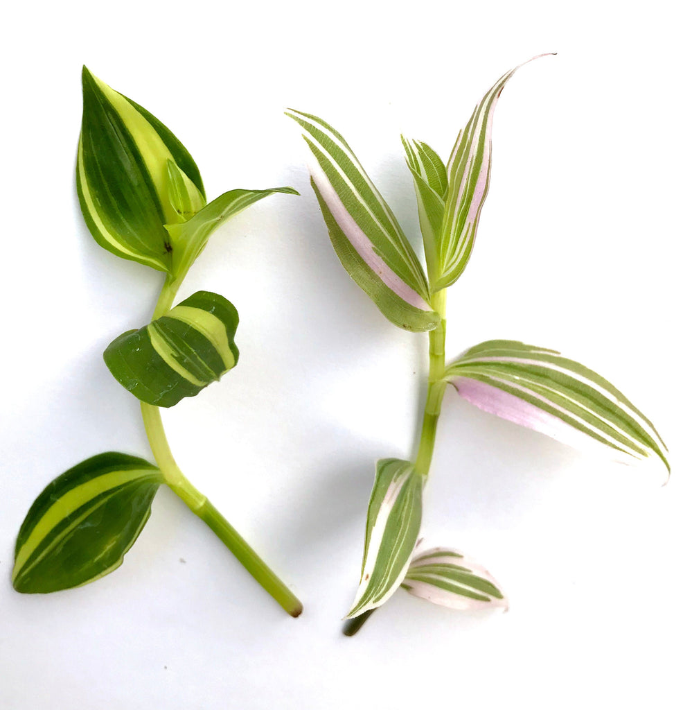 Tradescantia / Wandering Jew Cuttings