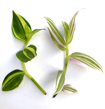 Load image into Gallery viewer, Tradescantia / Wandering Jew Cuttings