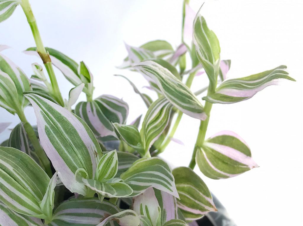 Tradescantia / Wandering Jew Cuttings