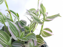 Load image into Gallery viewer, Tradescantia / Wandering Jew Cuttings